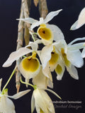 Dendrobium bensoniae – Rare Species, Fragrant - Orchid Design