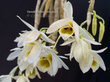 Dendrobium bensoniae – Rare Species, Fragrant - Orchid Design