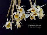 Dendrobium bensoniae – Rare Species, Fragrant - Orchid Design