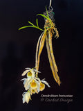 Dendrobium bensoniae – Rare Species, Fragrant - Orchid Design