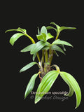 Dendrobium spectabile Fragrant, spectacular - Orchid Design