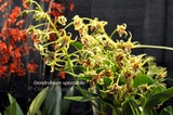 Dendrobium spectabile Fragrant, spectacular - Orchid Design