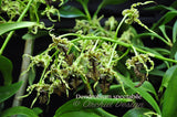 Dendrobium spectabile Fragrant, spectacular - Orchid Design
