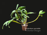 Dendrobium spectabile Fragrant, spectacular - Orchid Design