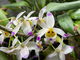 Dendrobium wardianum – Species – Mounted – Caramel Fragrance - Orchid Design