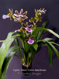 Galeopetalum (Zygo.) Memoria Loren Batchman – Huge Plant,  Fragrant! - Orchid Design