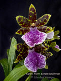 Galeopetalum (Zygo.) Memoria Loren Batchman – Huge Plant,  Fragrant! - Orchid Design