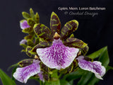 Galeopetalum (Zygo.) Memoria Loren Batchman – Huge Plant,  Fragrant! - Orchid Design