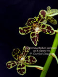 Grammatophyllum scriptum var. Leopard – Specimen, Fragrant, Spring Bloomer! - Orchid Design