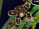 Grammatophyllum scriptum var. Leopard – Specimen, Fragrant, Spring Bloomer! - Orchid Design