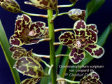 Grammatophyllum scriptum var. Leopard – Specimen, Fragrant, Spring Bloomer! - Orchid Design