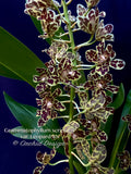 Grammatophyllum scriptum var. Leopard – Specimen, Fragrant, Spring Bloomer! - Orchid Design
