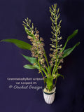 Grammatophyllum scriptum var. Leopard – Specimen, Fragrant, Spring Bloomer! - Orchid Design