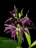 Encyclia Guarechea Black Comet – Rare & Fragrant! - Orchid Design