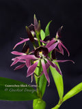 Encyclia Guarechea Black Comet – Rare & Fragrant! - Orchid Design
