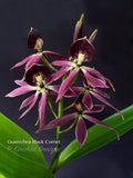 Encyclia Guarechea Black Comet – Rare & Fragrant! - Orchid Design