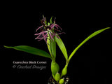 Encyclia Guarechea Black Comet – Rare & Fragrant! - Orchid Design