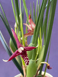 Maxillaria tenuifolia – Coconut fragrance! Spring blooming! - Orchid Design