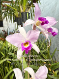 Laelia anceps (‘Fort Caroline’ x 'Delicate Beauty’) - Orchid Design