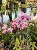 Laelia anceps (‘Fort Caroline’ x 'Delicate Beauty’) - Orchid Design