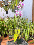 Laelia anceps (‘Fort Caroline’ x 'Delicate Beauty’) - Orchid Design