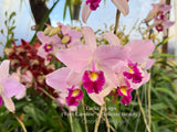 Laelia anceps (‘Fort Caroline’ x 'Delicate Beauty’) - Orchid Design