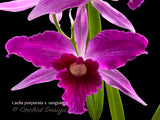 Cattleya (Laelia) purpurata variety sanguinea – Fragrant
