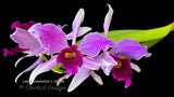 Cattleya (Laelia) purpurata v. Striata - Orchid Design