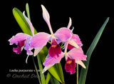 Cattleya (Laelia) purpurata v. Striata - Orchid Design