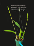 Laelia anceps coerulea v. Veitchiana 'Elizabeth's Eyes' AM/AOS (Blue) - Orchid Design