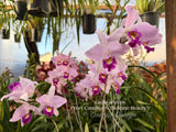 Laelia anceps (‘Fort Caroline’ x 'Delicate Beauty’) - Orchid Design