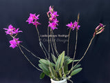 Laelia anceps 'Rodrigo' x self - Orchid Design