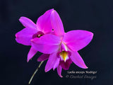 Laelia anceps 'Rodrigo' x self - Orchid Design