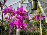 Laelia anceps 'Rodrigo' x self - Orchid Design