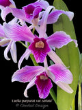 Cattleya (Laelia) purpurata v. Striata - Orchid Design