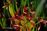 Maxillaria tenuifolia – Coconut fragrance! Spring blooming! - Orchid Design