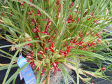 Maxillaria tenuifolia – Coconut fragrance! Spring blooming! - Orchid Design