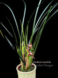 Maxillaria tenuifolia – Coconut fragrance! Spring blooming! - Orchid Design