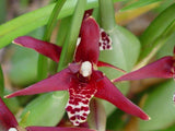 Maxillaria tenuifolia – Coconut fragrance! Spring blooming! - Orchid Design