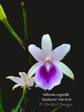 Miltonia regnellii (Species) Fragrant - Orchid Design