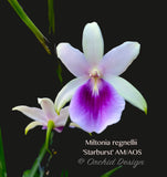 Miltonia regnellii (Species) Fragrant - Orchid Design