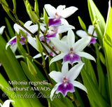 Miltonia regnellii (Species) Fragrant - Orchid Design