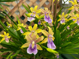 Miltonia regnellii 'aurea' (species) Yellow, Fragrant - Orchid Design
