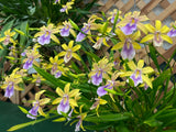 Miltonia regnellii 'aurea' (species) Yellow, Fragrant - Orchid Design