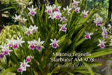 Miltonia regnellii (Species) Fragrant - Orchid Design