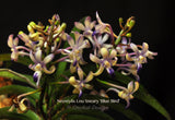 Neostylis Lou Sneary 'Blue Bird'– Sweet Fragrance! - Orchid Design