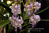 Neostylis Lou Sneary 'Blue Bird'– Sweet Fragrance! - Orchid Design