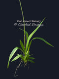 Oncidium Gower Ramsey 'TOW' – Floriferous - Orchid Design