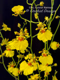 Oncidium Gower Ramsey 'TOW' – Floriferous - Orchid Design