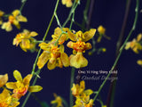 Oncidium Yi-Ying Shiny Gold – Sweet Fragrant! - Orchid Design